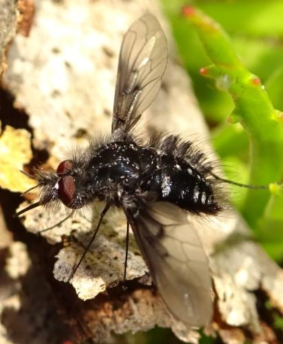 Réf. 357 869 : Bombylella atra